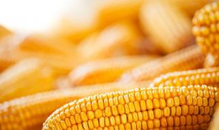 子苞米服装 子苞米服装