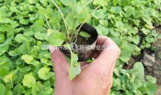 诸葛菜又叫什么