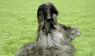 阿富汗女主播禁工作 阿富汗女主播禁工作